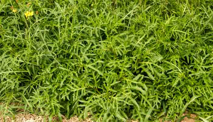 Rucola